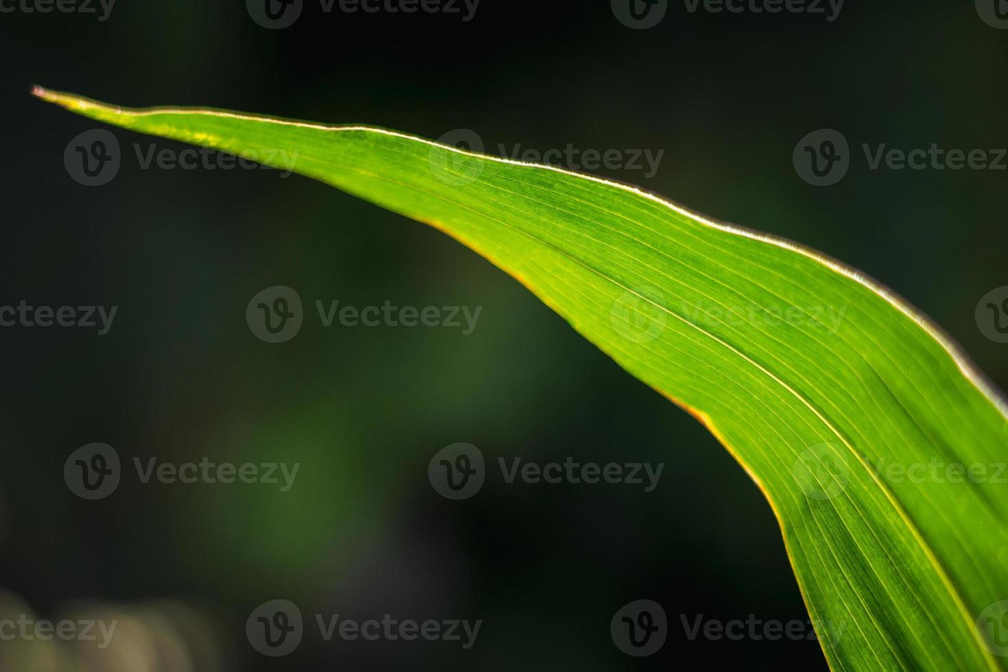 Long green leaf of corn. photo