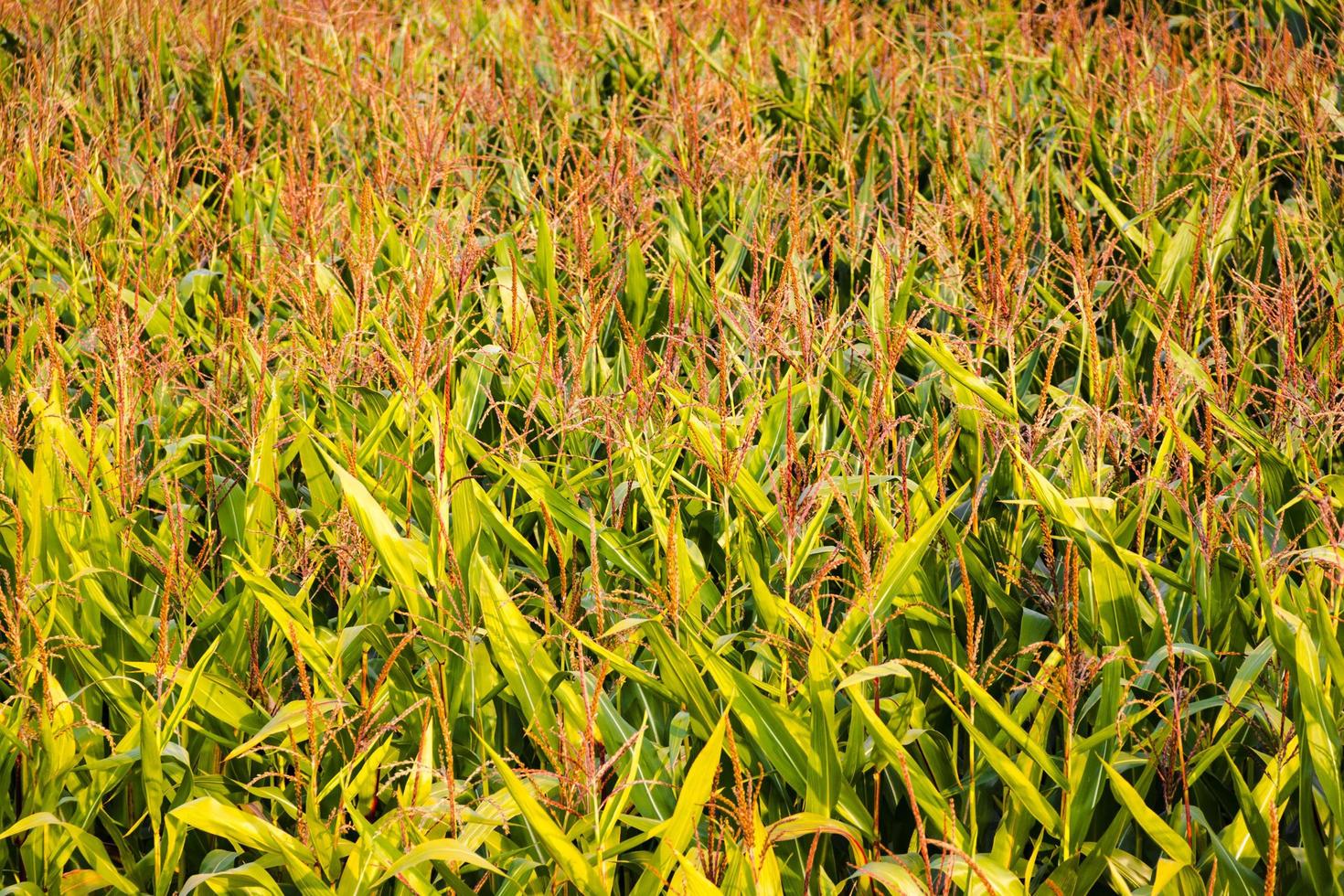 Corn field on a bright sunny summer day. photo