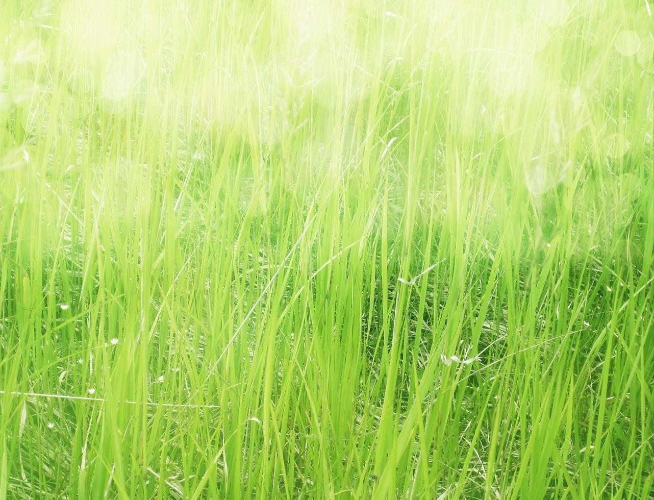 Artistic abstract spring or summer background with fresh grass with green bokeh and sunny background. photo