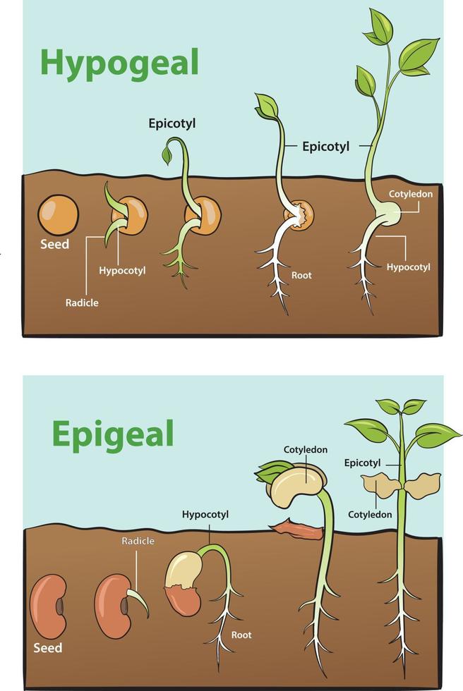 ilustración de semilla germinación infografía vector