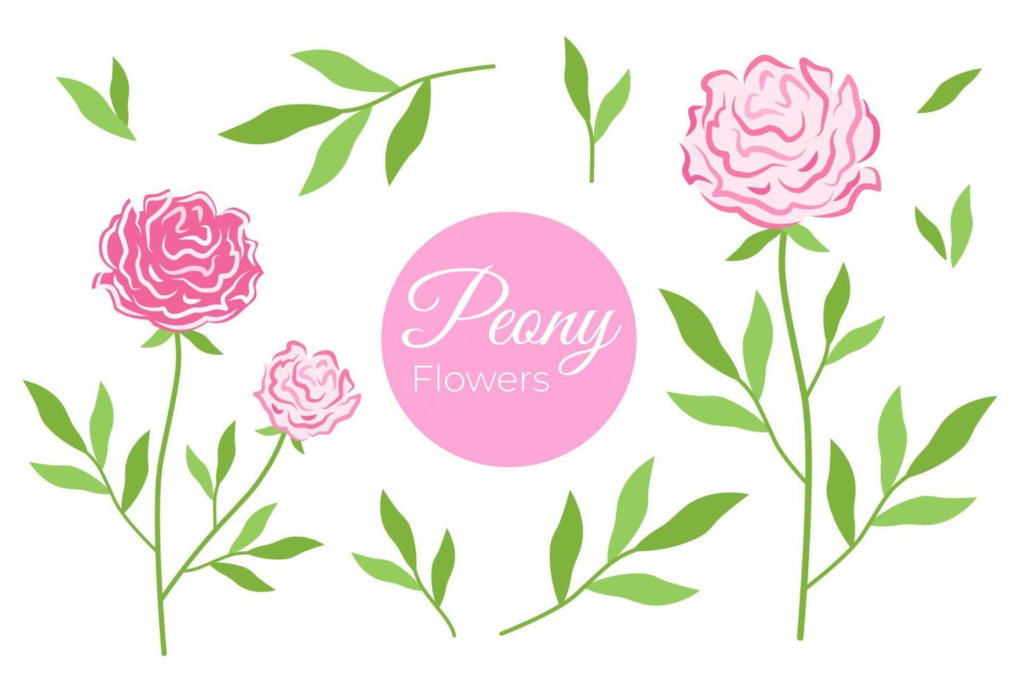Pink blooming peony set. Floral vector illustration of rose on branch with green leaves and inflorescence. Botanical drawing of lush flower bud.