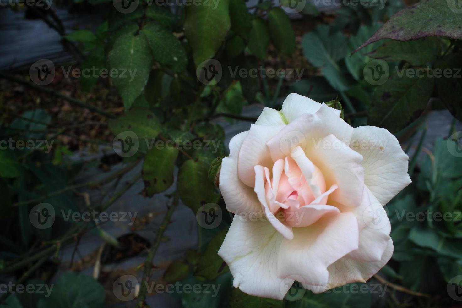 top view of a two tone rose blooming with copyspace photo