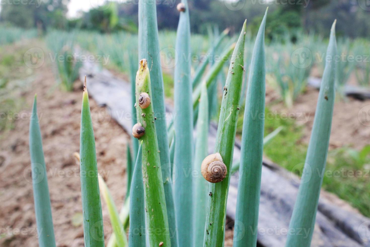 portrait of snail pests feeding on spring onion vegetable crops photo