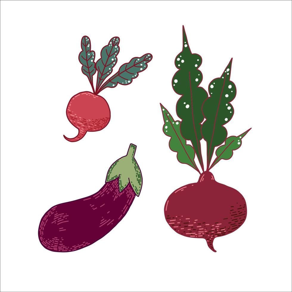 un conjunto de vector estacional vegetales aislado en un blanco antecedentes. rojo rábano, rojo raíz de remolacha, berenjena. adecuado para menú diseño, cocina, invitaciones, textiles, para creatividad.