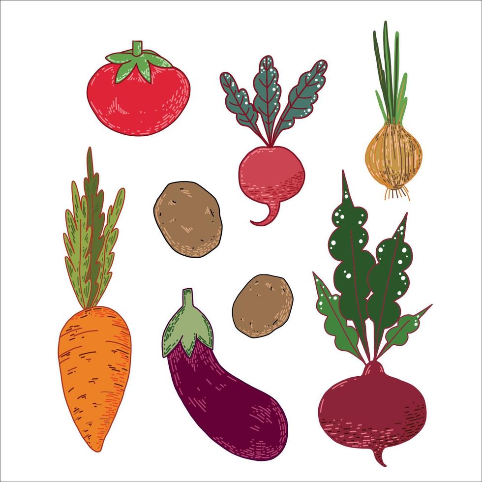 A set of vector seasonal vegetables isolated on a white background. Red radish, red beetroot, carrot, tomato, eggplant. Suitable for menu design, cuisine, invitations, textiles, for creativity.