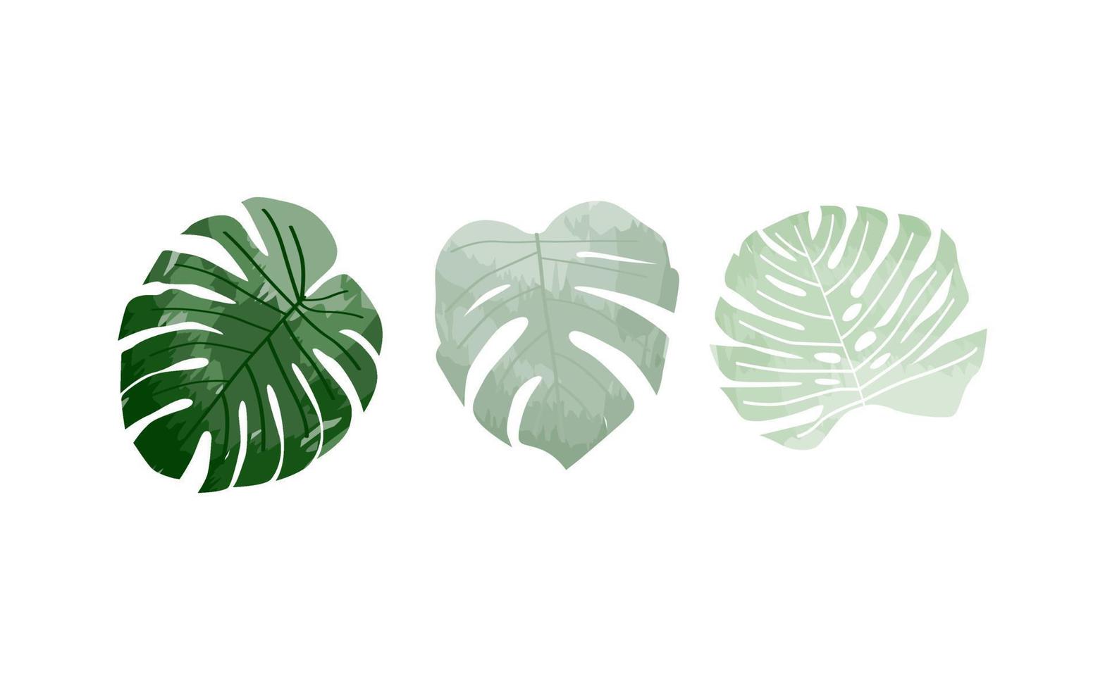 Monstera leaves watercolor elements set vector