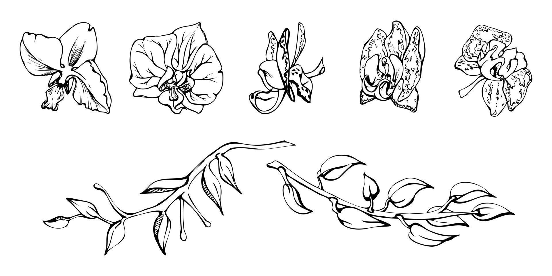 Hand drawn vector ink orchid flowers and branches, monochrome, detailed outline. Single flowers, leaves, stems. Isolated on white background. Design for wall art, wedding, print, tattoo, cover, card.