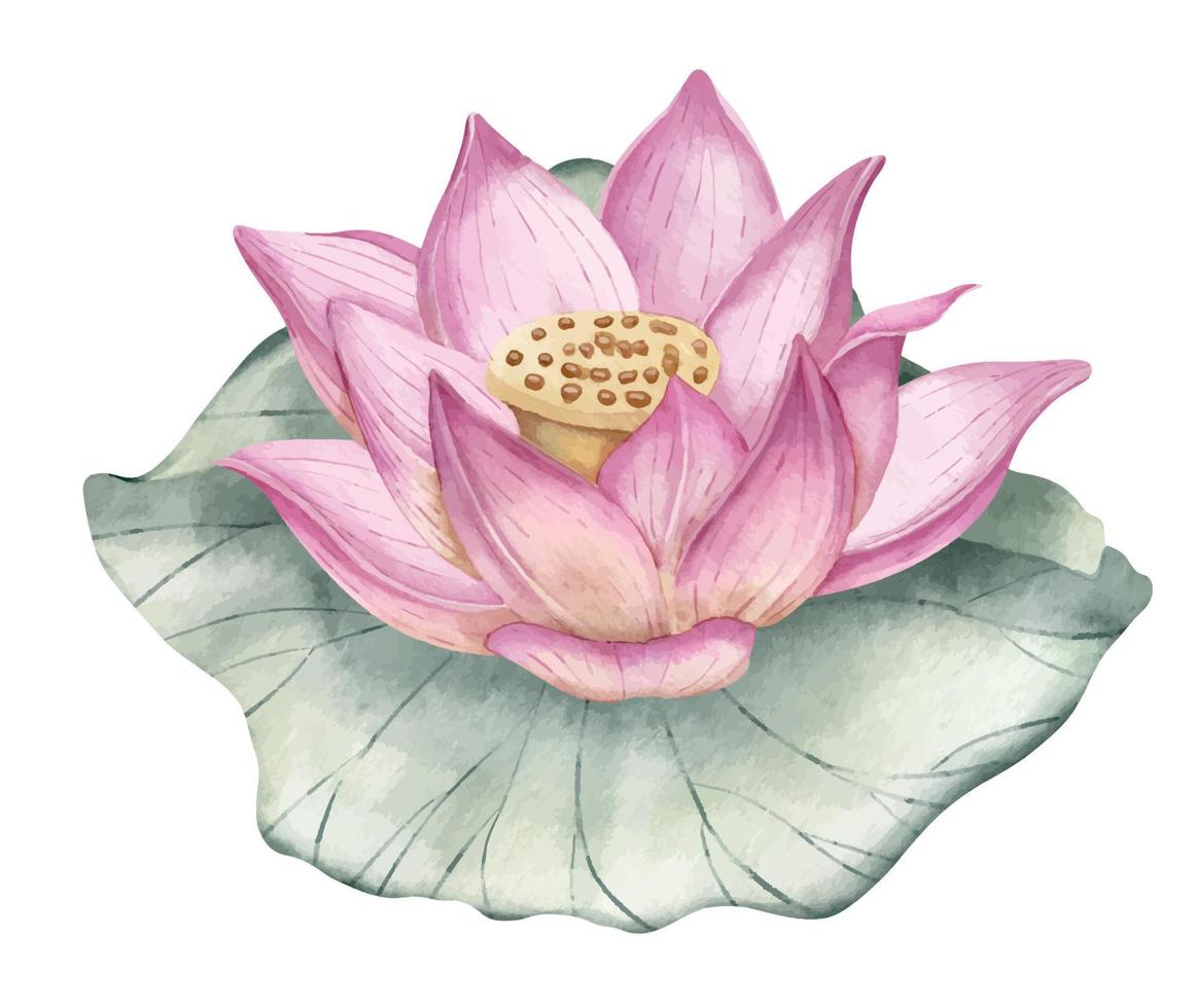 Lotus Flower. Hand drawn watercolor illustration of pink Water Lily and green leaf. Waterlily on isolated background for icon or logo. Botanical drawing of tropical Asian plant for spa or Zen design vector