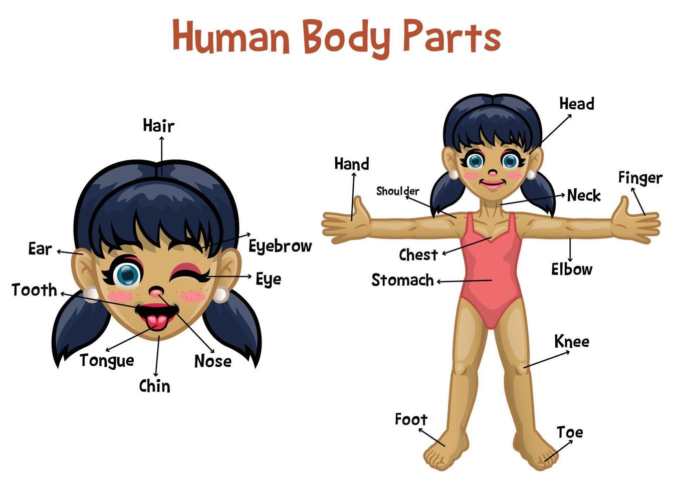 cartoon model girl with body parts name vector