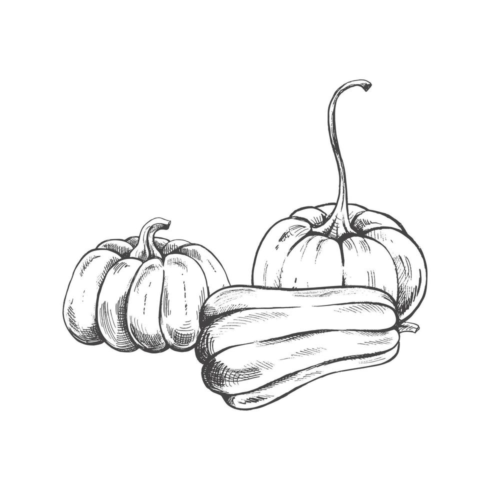 Vector hand drawn vegetable Illustration. Detailed retro style hand-drawn pumpkins sketch isolated on white background. Vintage sketch element for labels, packaging and cards design.