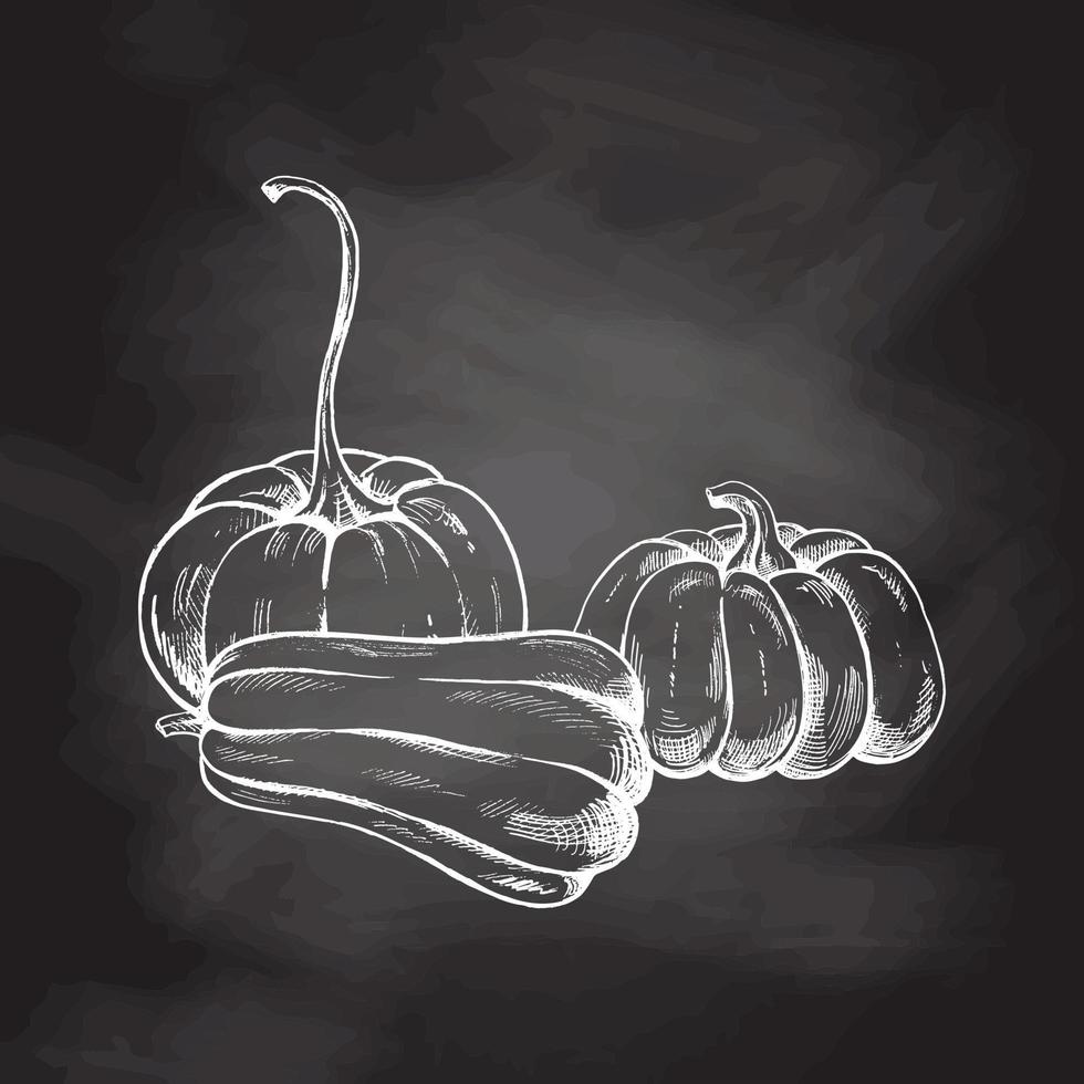 Vector hand drawn vegetable Illustration. Detailed retro style hand-drawn pumpkins sketch isolated on chalkboard  background. Vintage sketch element for labels, packaging and cards design.