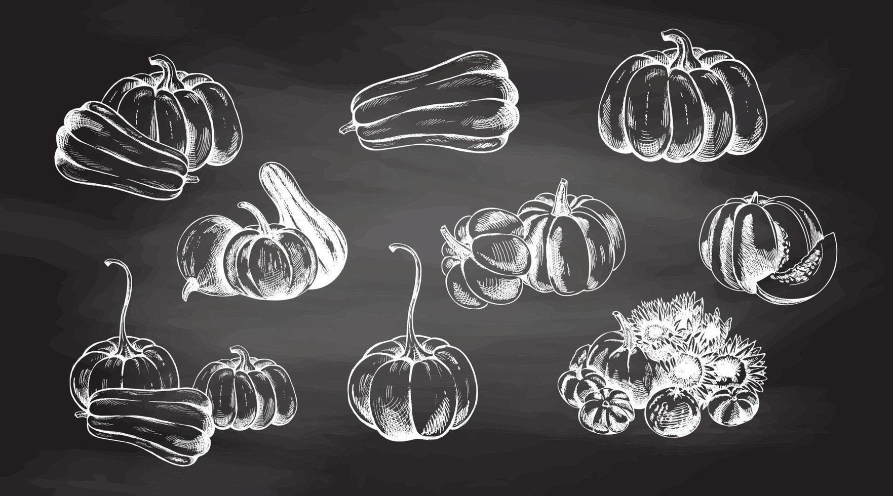 Vector hand drawn vegetable Illustration. Detailed retro style hand-drawn pumpkins sketch set  isolated on chalkboard background. Vintage sketch element for labels, packaging and cards design.