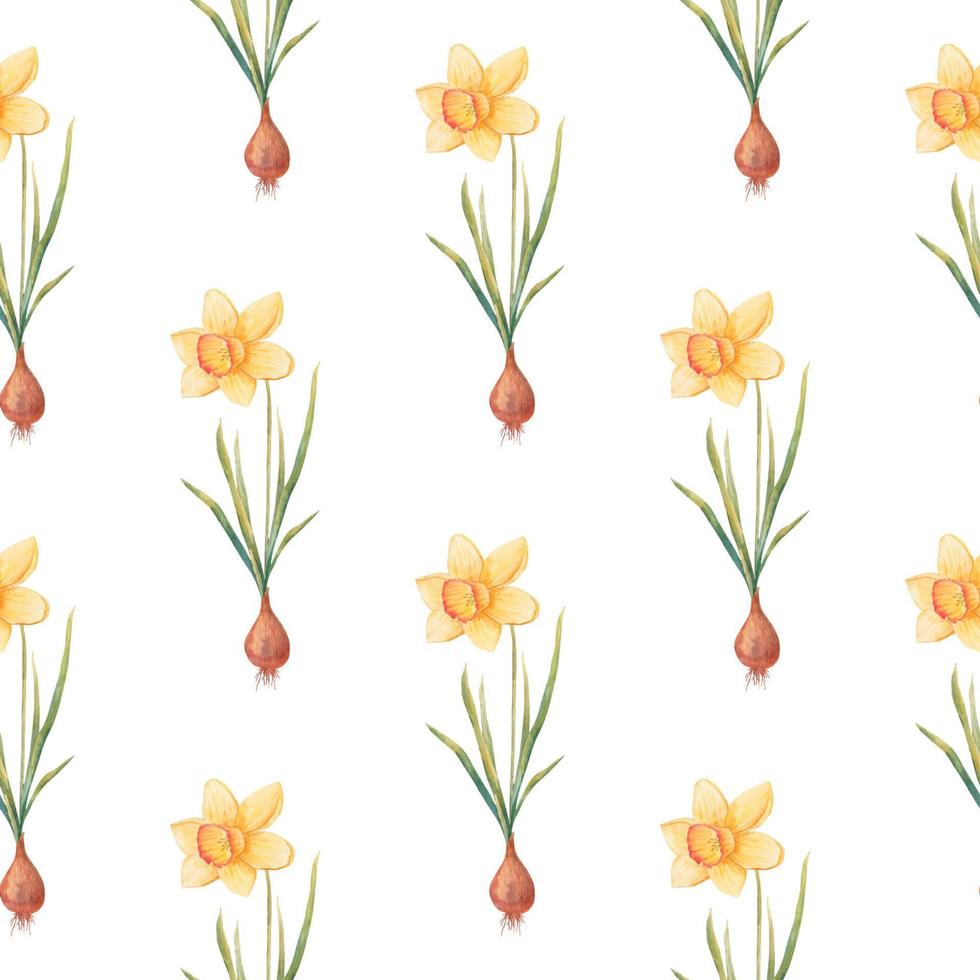 Watercolor botanical realistic floral pattern with narcissus. Bright yellow daffodil on a white background. Natural and vibrant repeated print for textile, wallpaper. Spring flowers vector