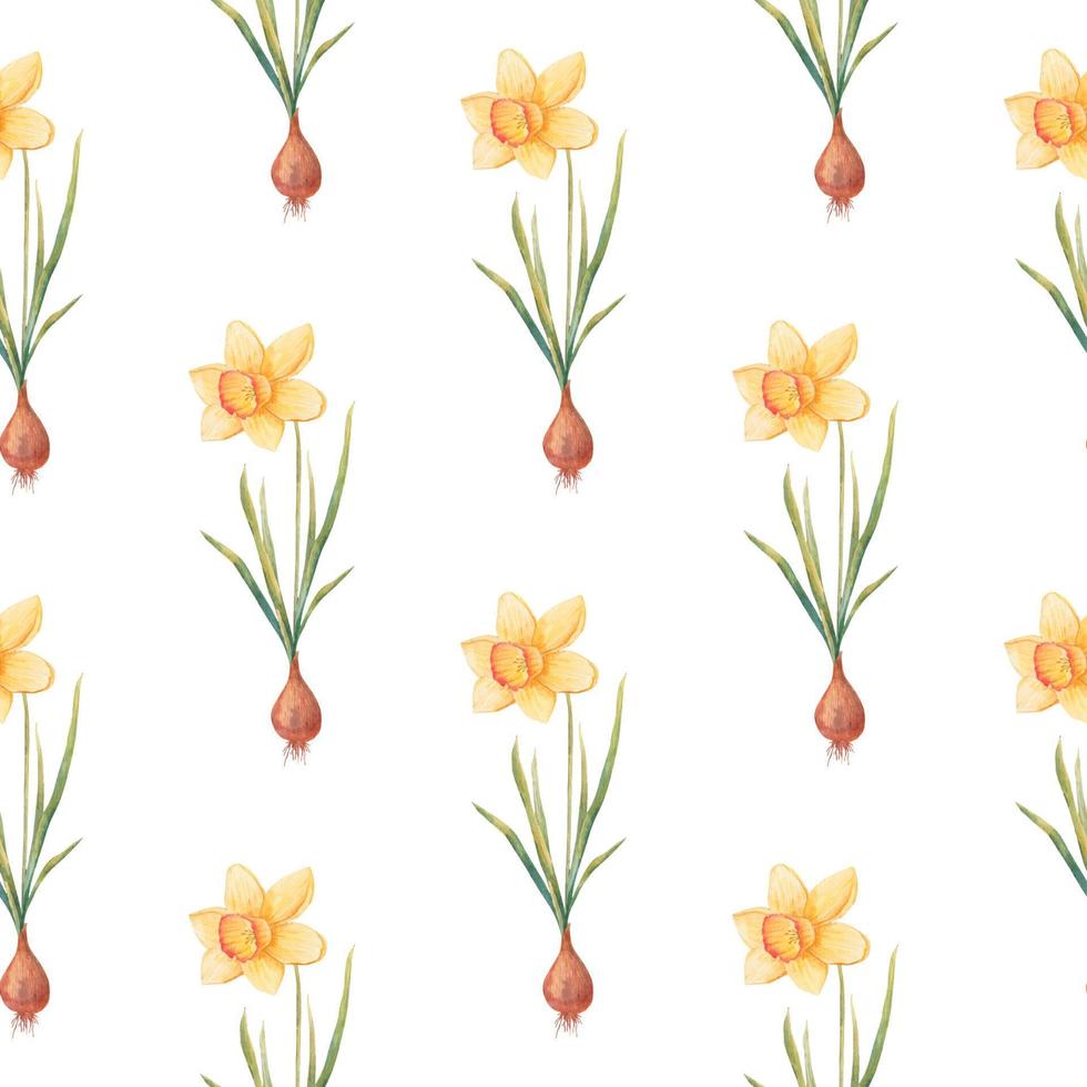 Watercolor botanical realistic floral pattern with narcissus. Bright yellow daffodil on a white background. Natural and vibrant repeated print for textile, wallpaper. Spring flowers vector