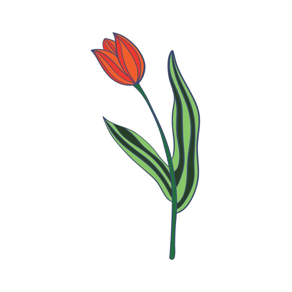 flor plano vector icono tulipán, azafrán, campanilla de febrero, flores línea dibujo Arte. vector ilustración