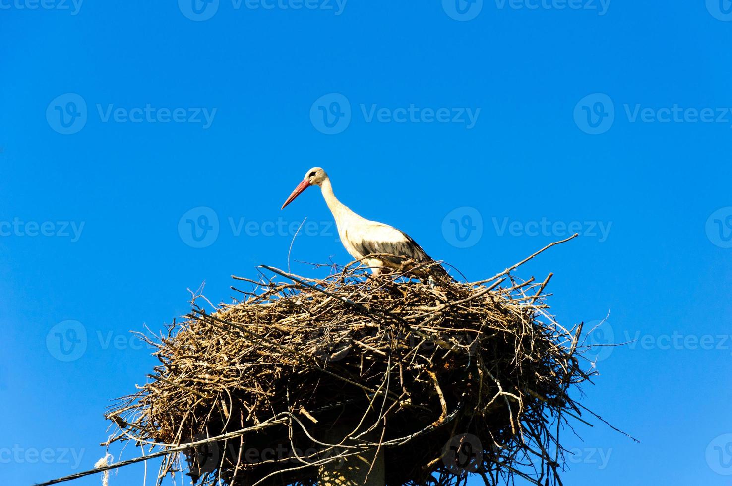 Stork in its nest photo