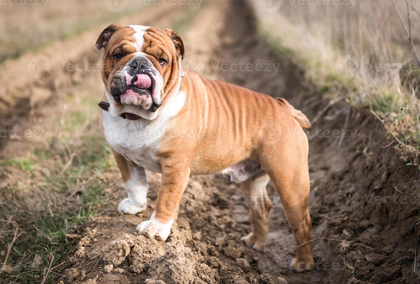 Cute english bulldog photo