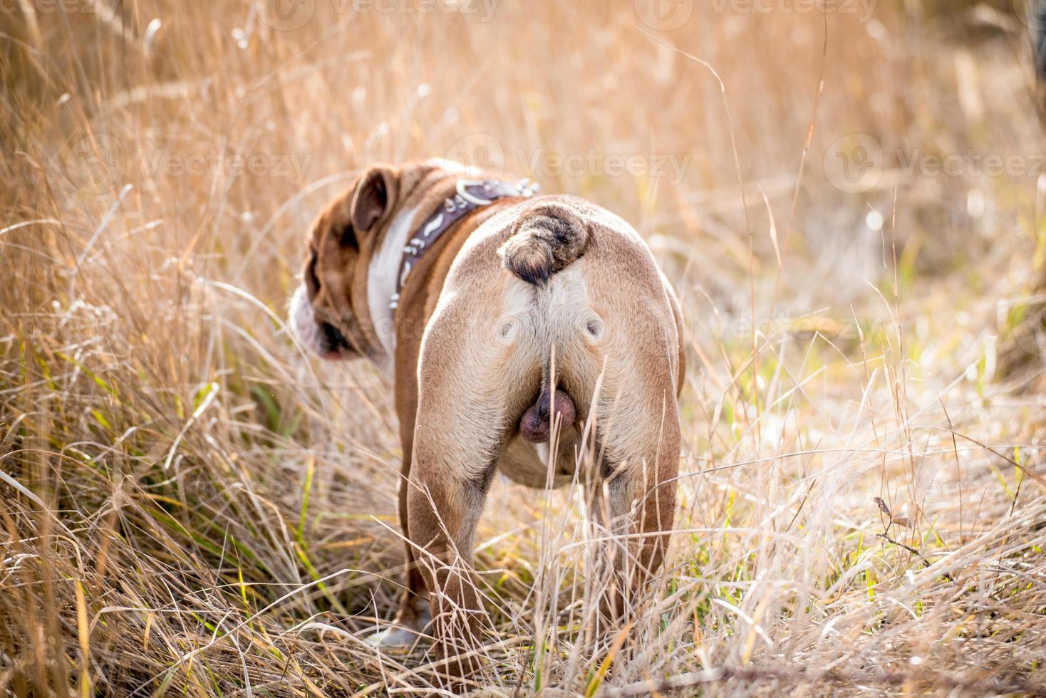 Cute english bulldog photo