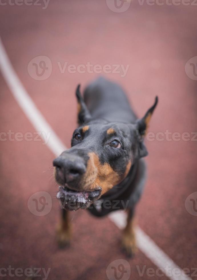 Doberman playing outdoor photo