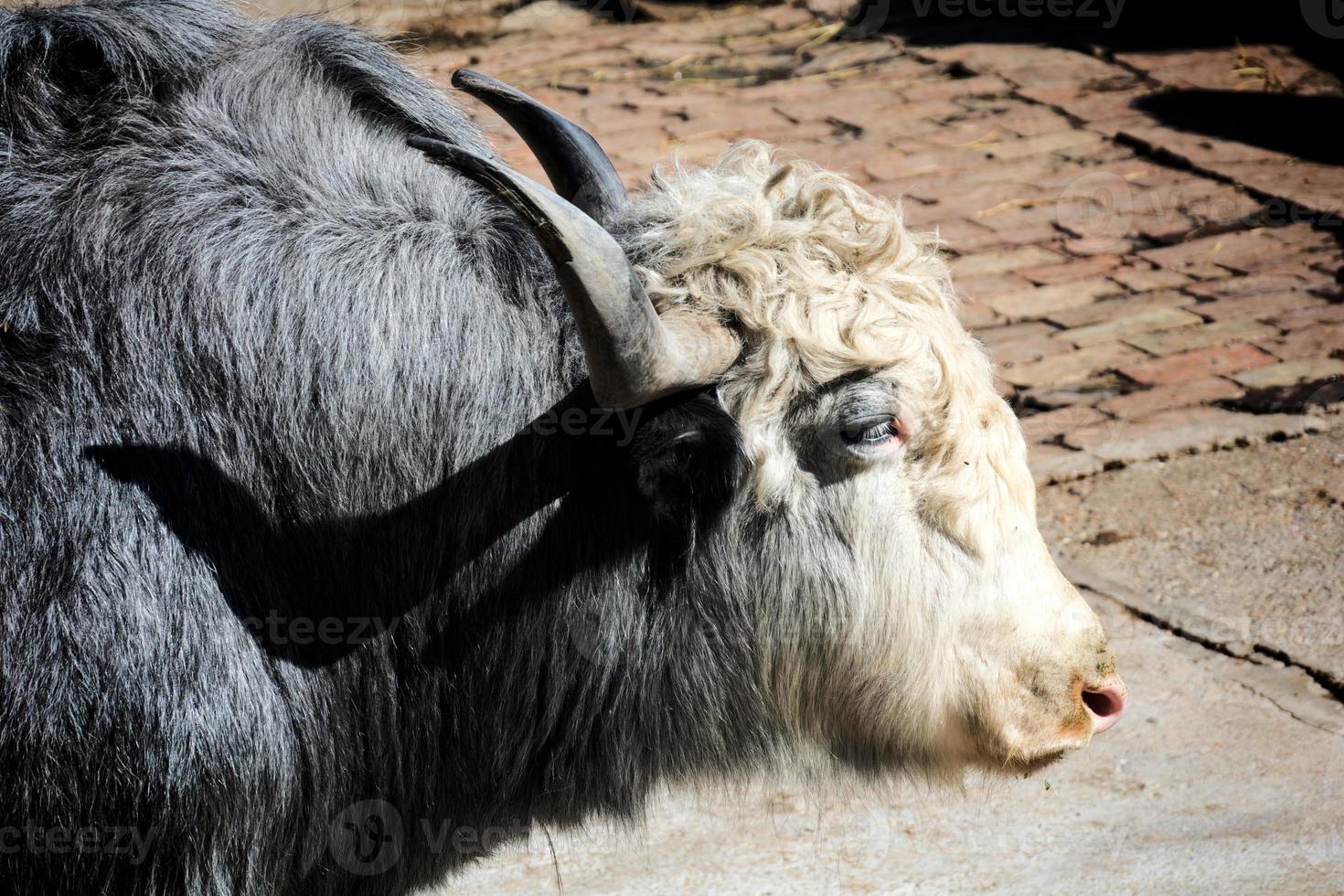 Scottish cow  in zoo photo