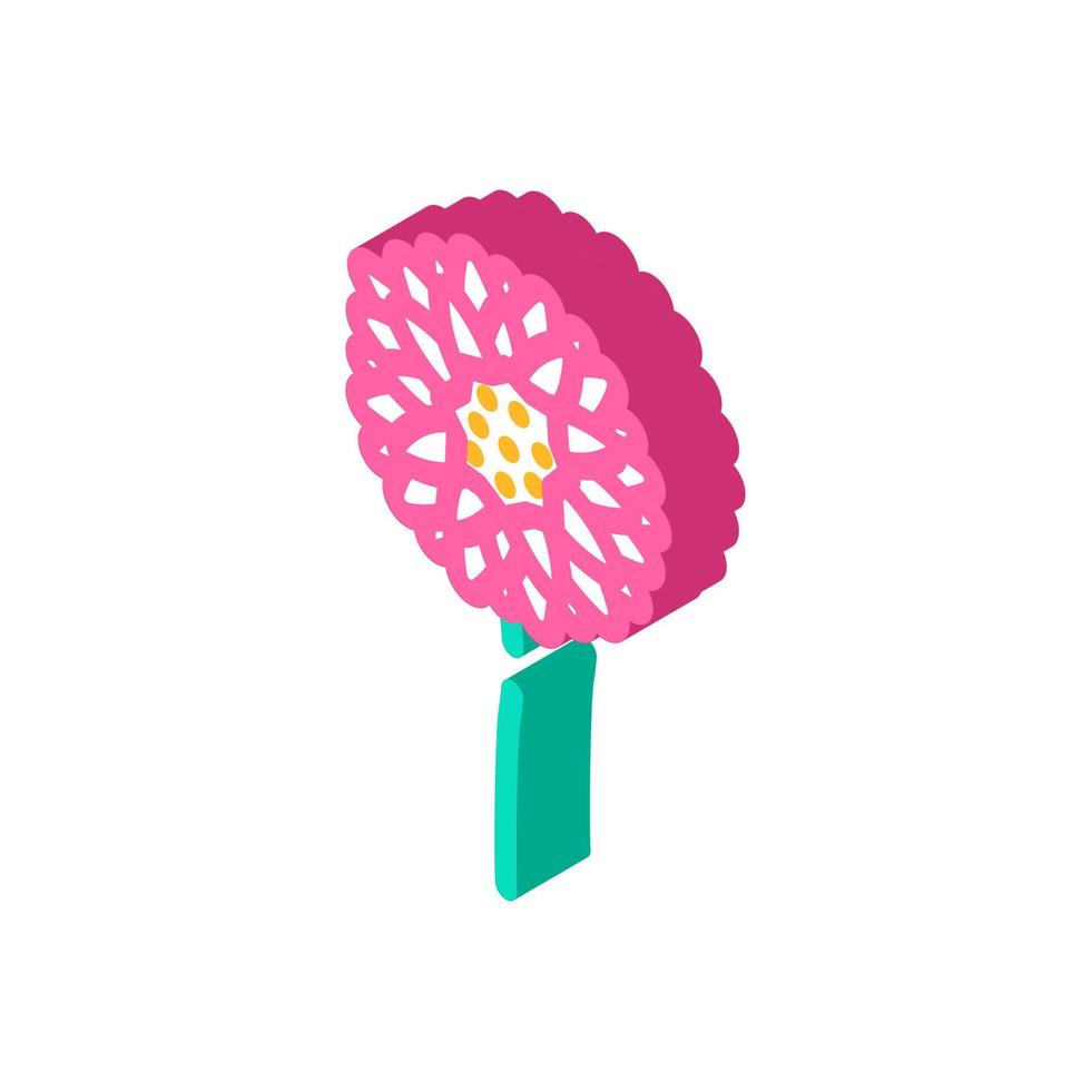 chrysanthemum blossom spring isometric icon vector illustration