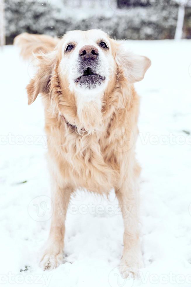 Dog playing in the snow photo