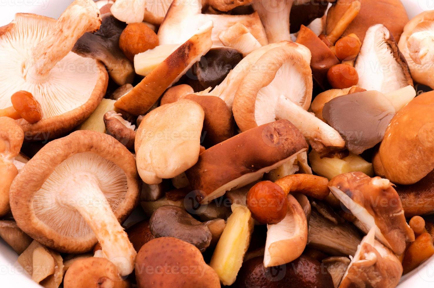 Group of Mushrooms photo