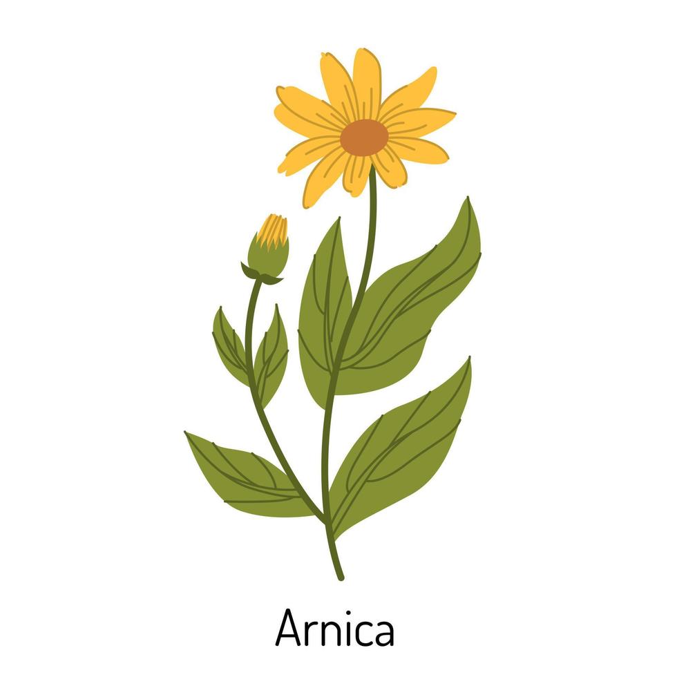 vector ilustración de árnica césped. un flor con hojas, brotes y sucursales. el amarillo girasol familia es un botánico elemento de médico aromaterapia