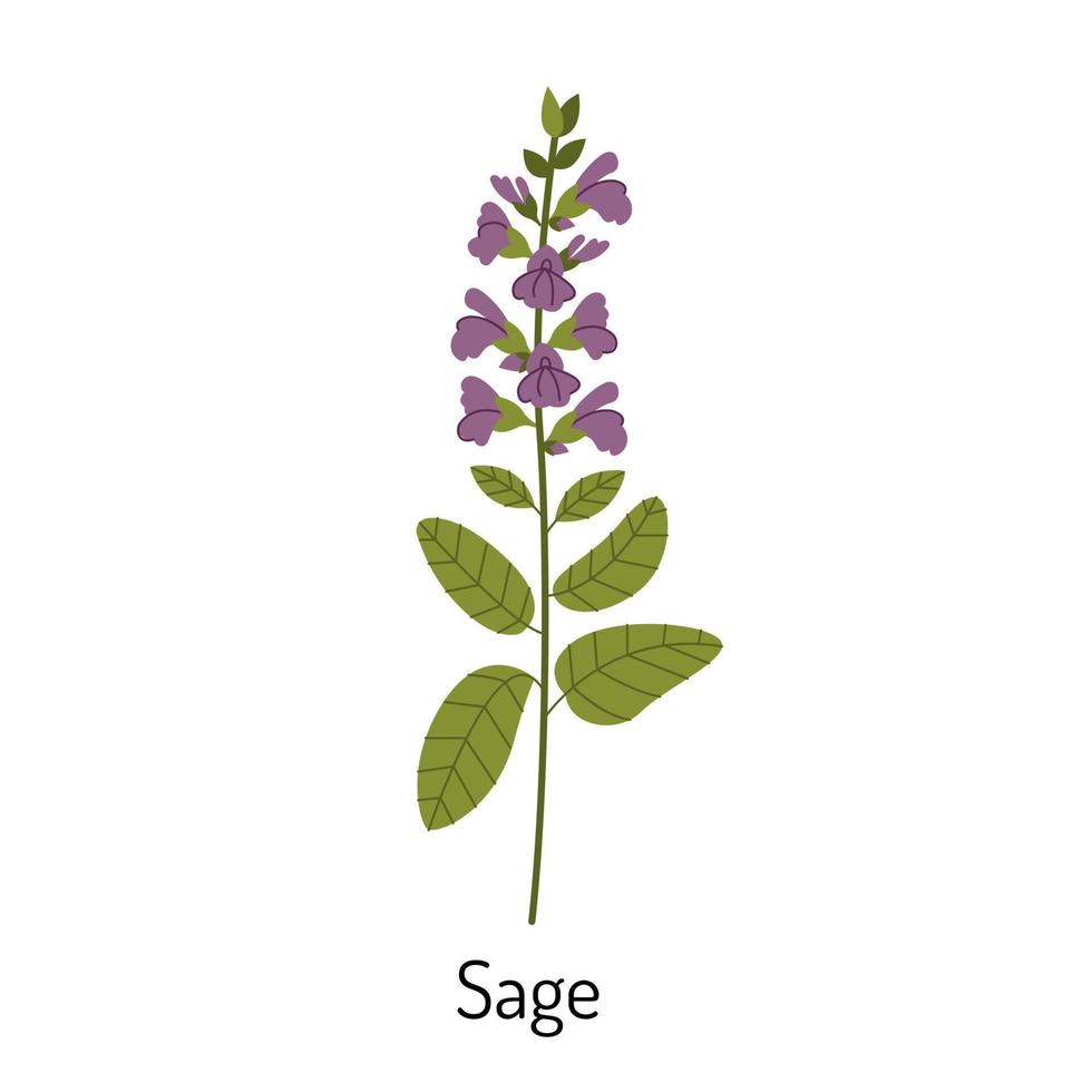 Vector illustration of sage grass in a flat style isolated on a white background. Medical herbs and medicinal plants.