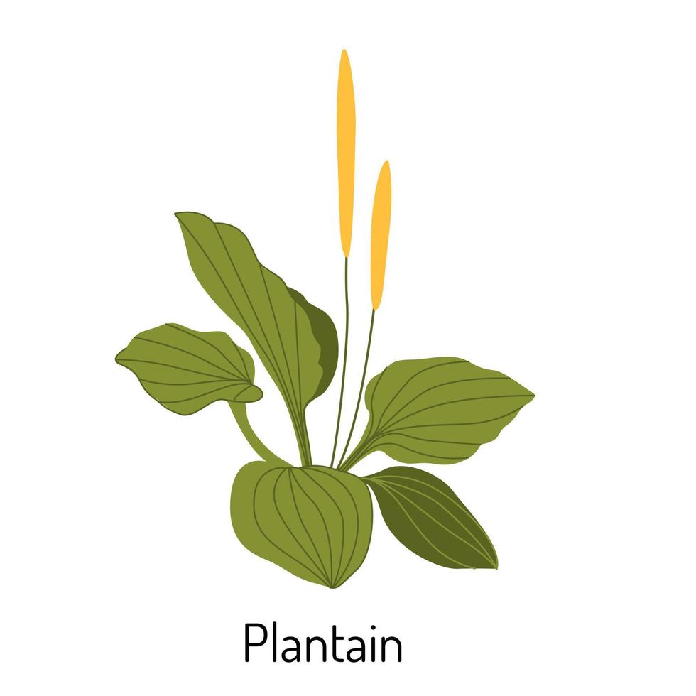 Vector illustration of plantain grass in a flat style isolated on a white background. Medical herbs and medicinal plants.