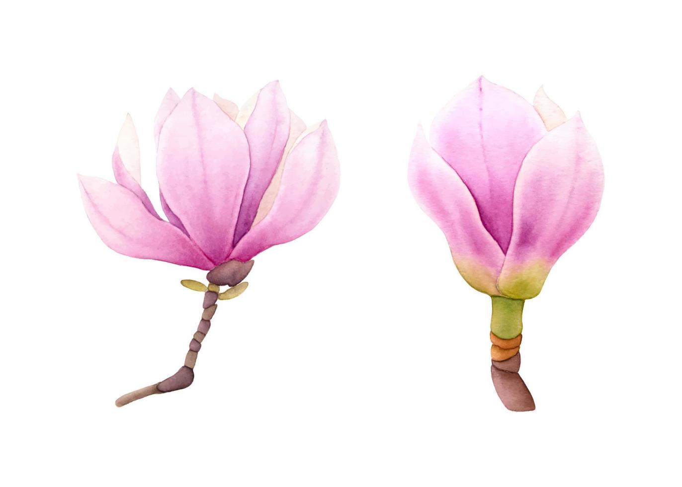 Two hand drawn watercolor magnolias. Pink watercolor magnolia. vector