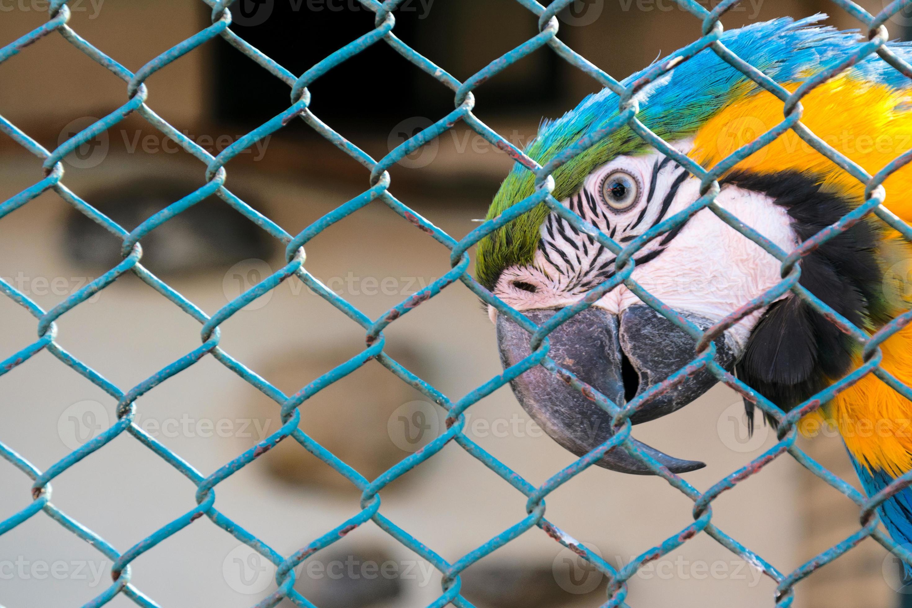 Locked parrot in zoo 23101136 Stock Photo at Vecteezy