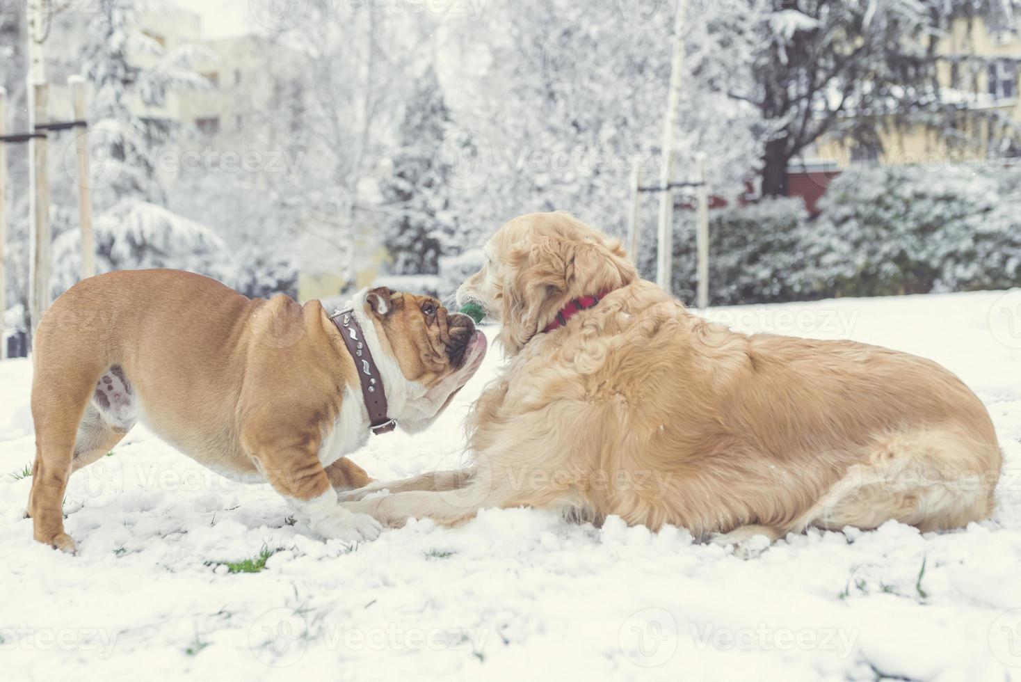 Dog playing in the snow photo