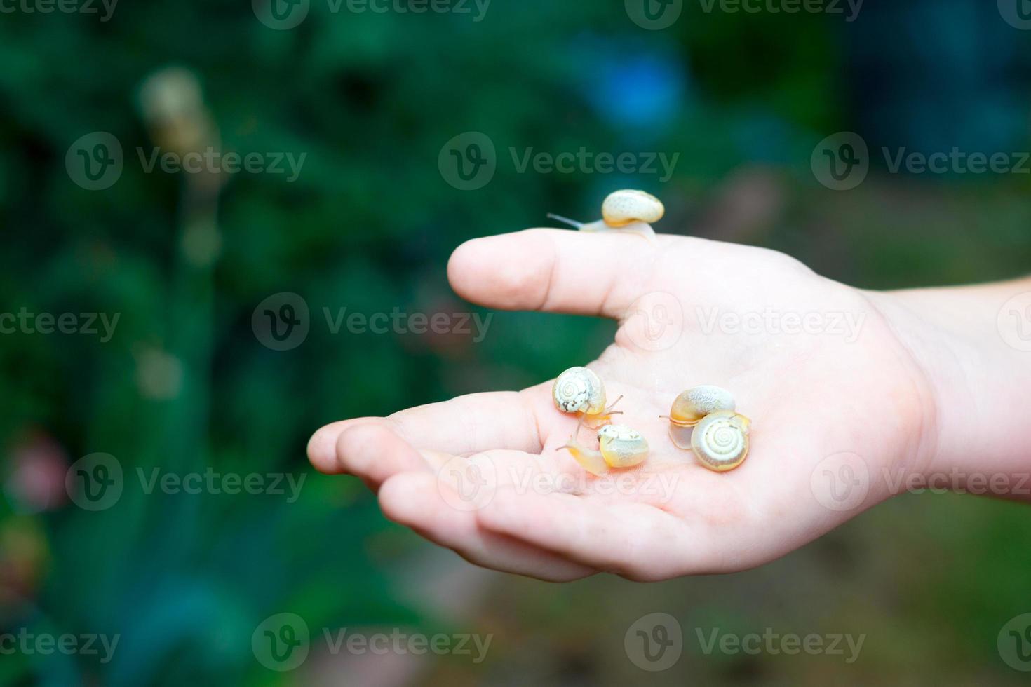 A little snail crawling on the human hand on summer nature background in the park. Ecology concept. photo