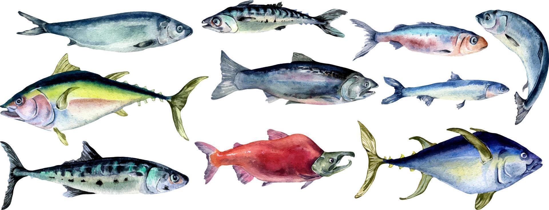 Set of wild sea fish watercolor illustration isolated on white background. vector