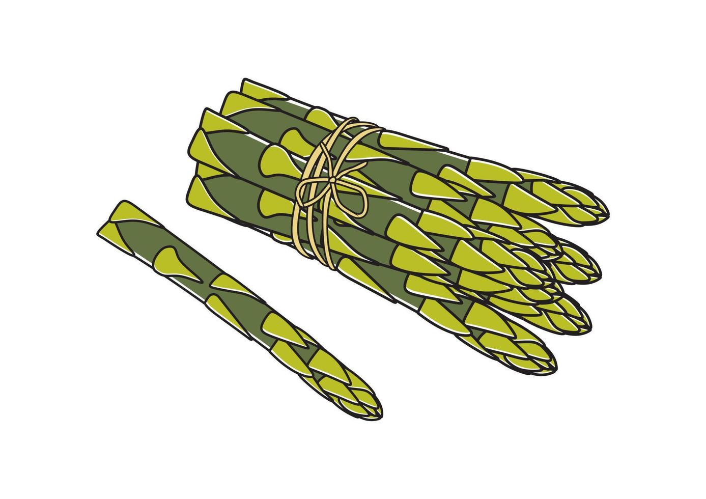 Asparagus vector illustration. Asparagus bunch isolated cartoon flat style on white. Asparagus isolated cartoon style.