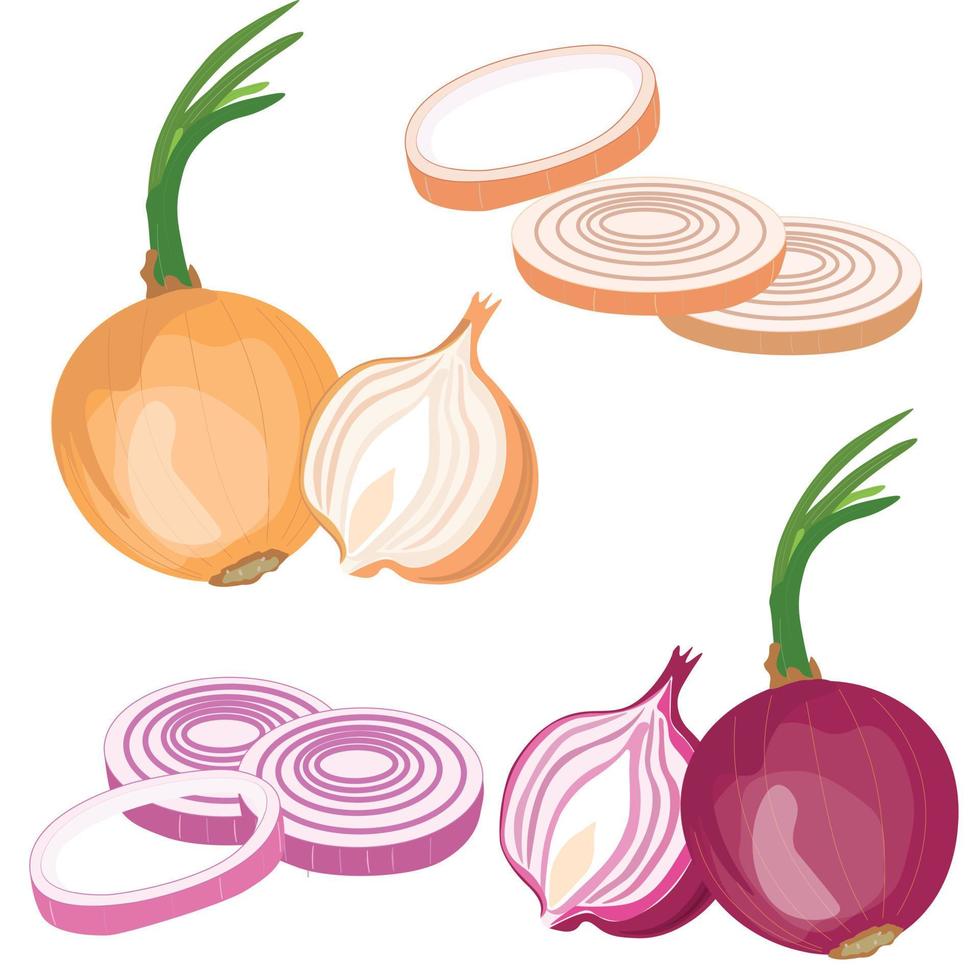 Onion vector set. Red onion with sprouts, leaf, onion ring, onion slice. Flat vector illustration isolated on white background. Cartoon style.