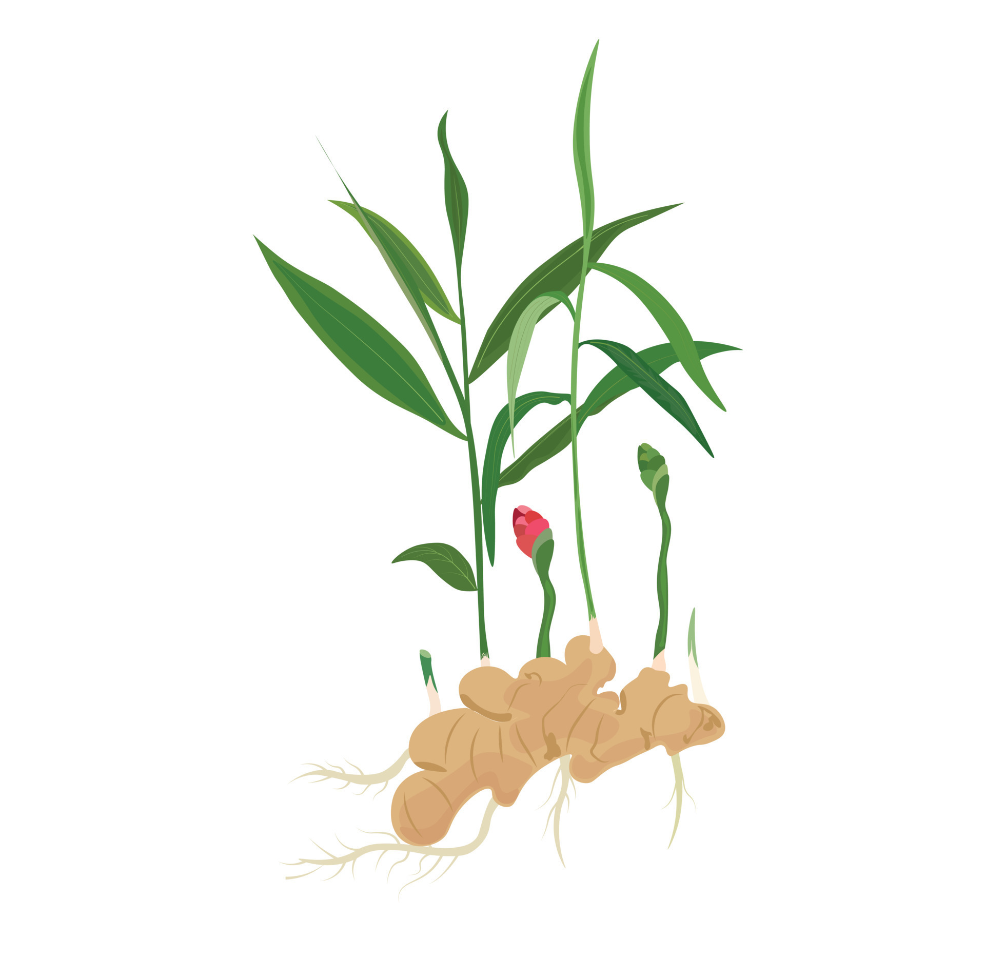 Whole ginger plant vector set. Ginger flat vector in cartoon style