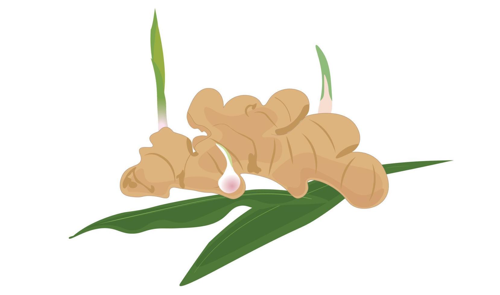 Sprouting ginger vector illustration. Ginger with sprouts flat vector. Cartoon style. Vector isolated on white background.