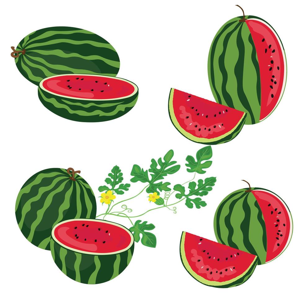 Watermelon vector set isolated on white background. Watermelon piece, slice, half... Flat vector, cartoon style.