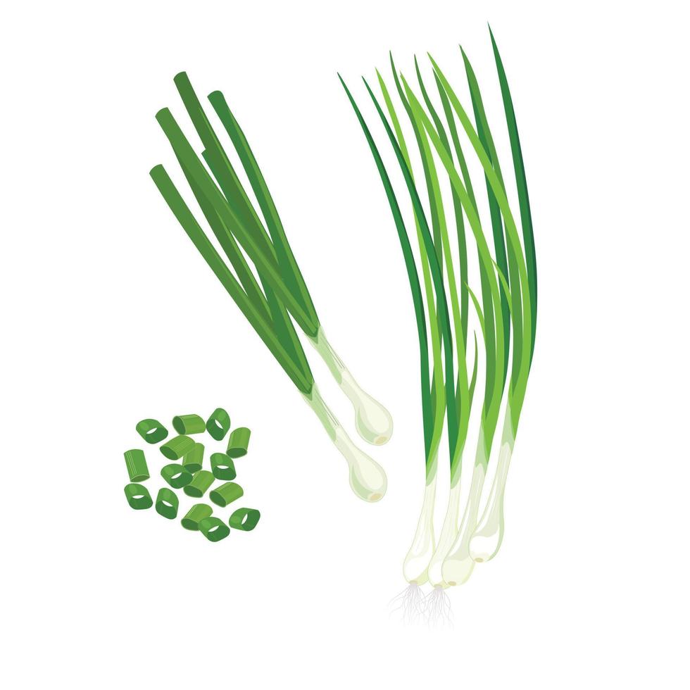 verde cebolla vector conjunto con raíz y hoja. primavera cebolla vector ilustración aislado en blanco antecedentes. Cortado verde cebolla. plano vector. dibujos animados estilo.
