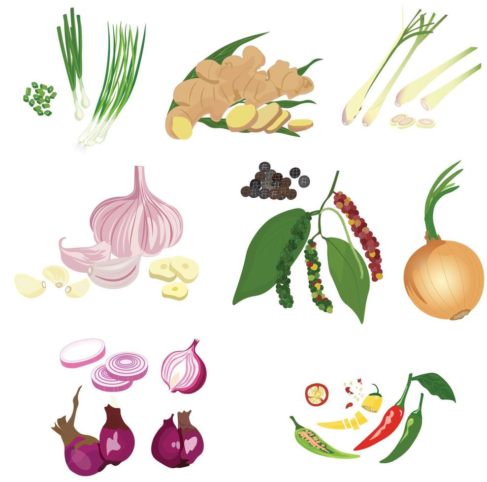 Fresh spices vector set illustration isolated on white background. Green onion. Garlic. Ginger. Lemongrass. Onion. Shallot. Peppercorn. Chilli. Cartoon style. Spices and herbs vector set.