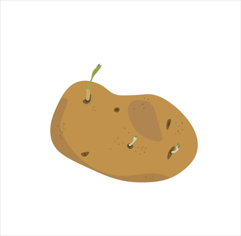 potato vector. Potato with sprouts vector illustration. Organic garbage. Flat vector isolated on white background