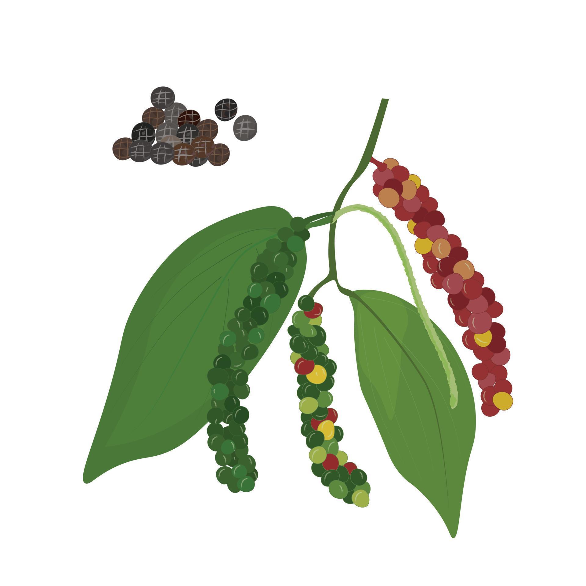 Pepper plant with leaves and unripe peppercorns. Natural organic herb