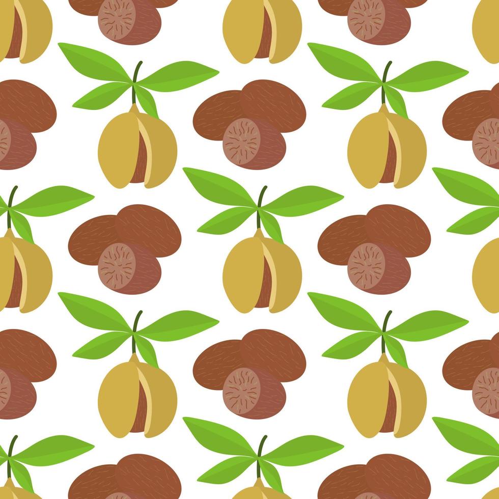 Nutmeg seamless pattern vector