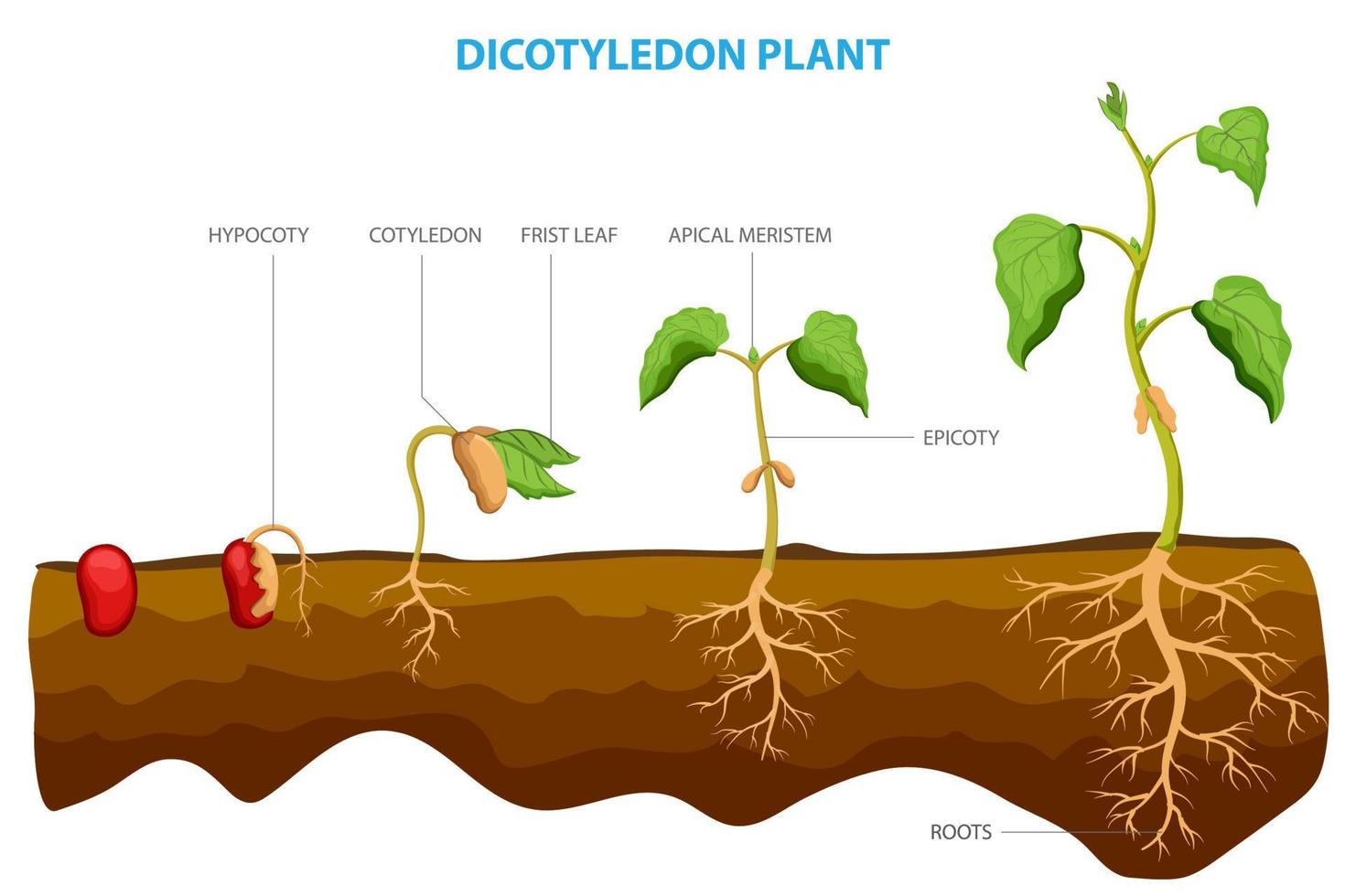 Dicotyledon plants, or dicots, are a group of flowering plants with two embryonic leaves vector