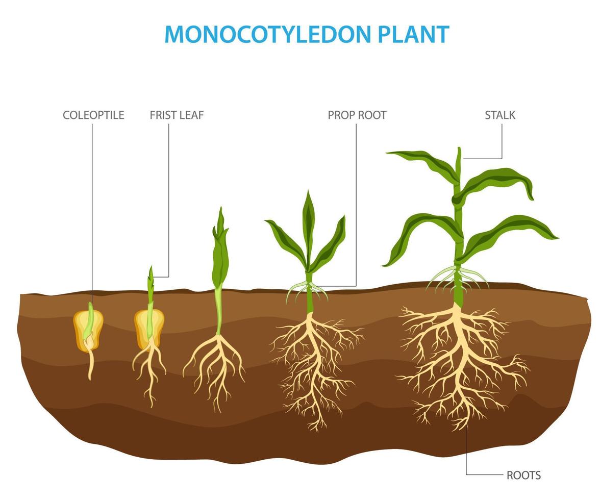 Monocotyledon plants, also known as monocots, are a type of flowering plant  having a single embryonic leaf vector
