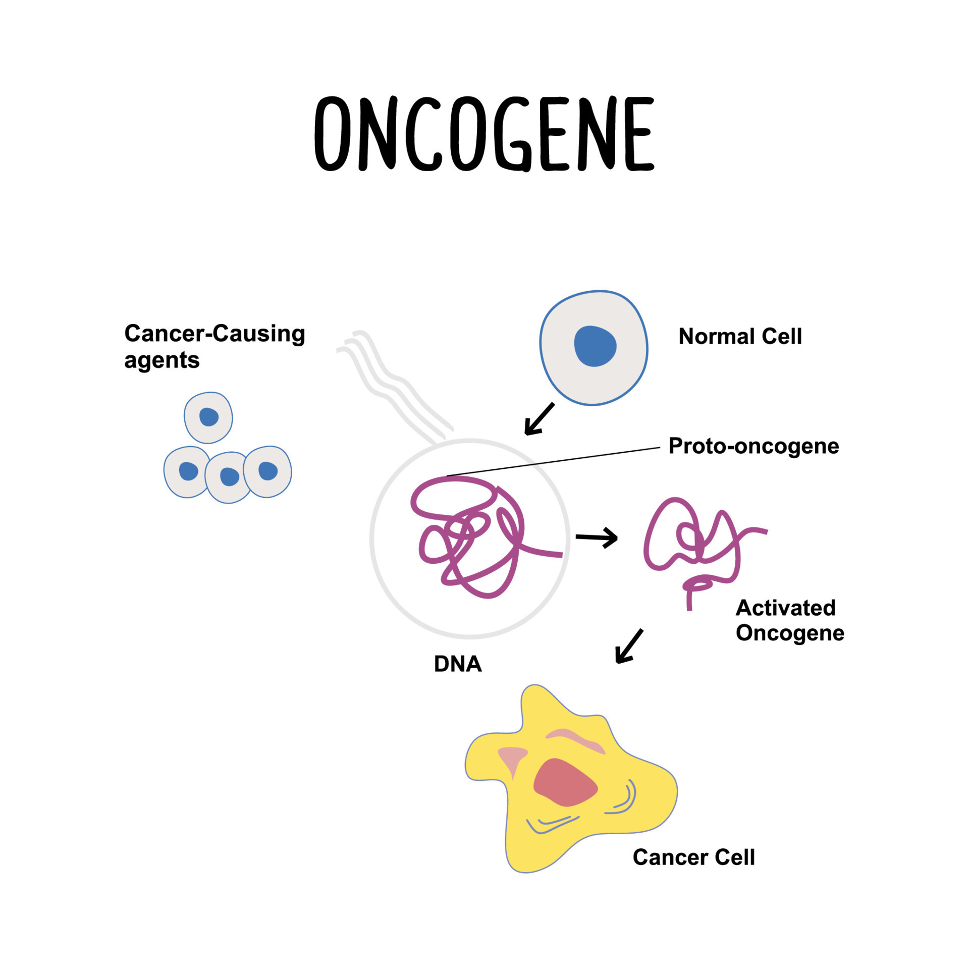 Oncogene A mutated gene that can promote the growth 23108009 Vector Art ... Biology Diagrams