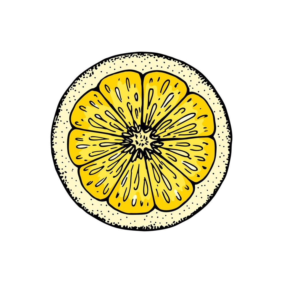 Lemon slice. Colorful hand drawn vector illustration in sketch style isolated on white background. Citrus juicy yellow fruit