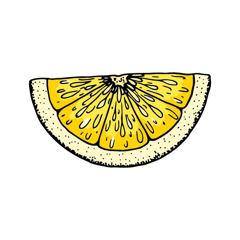 Lemon slice. Colorful hand drawn vector illustration in sketch style isolated on white background. Citrus juicy yellow fruit